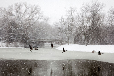 Let It Snow 34.jpg