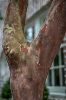 Charleston Walking Tour 03.jpg