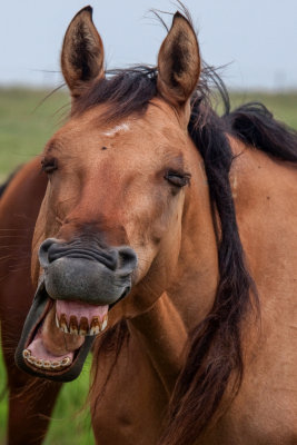 Laughing Horse Cowley County.jpg