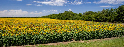 Sunflowers 02.jpg