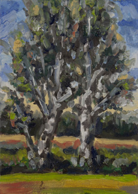 Two Birch Trees