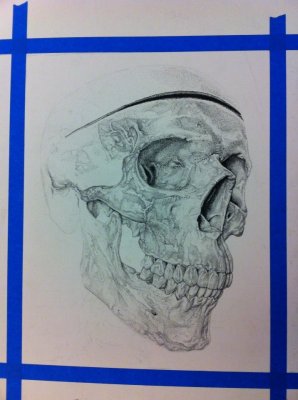 skull stippling (not done)