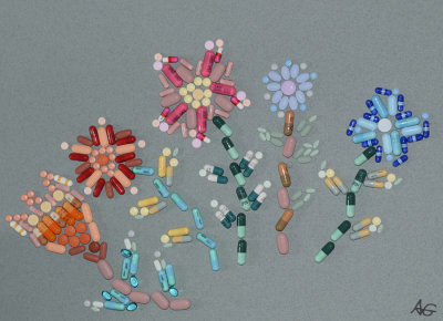 pillflowers