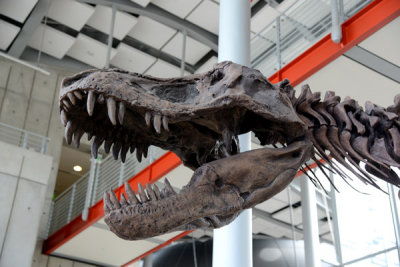 T-Rex, California Academy of Sciences