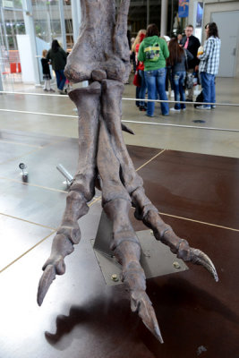 Claws of T-Rex