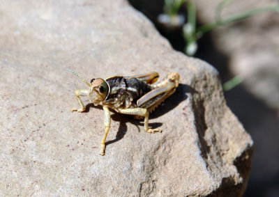 A plague of locusts? Timgad