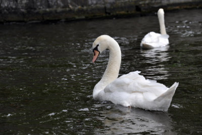 Swans on the canals of Bruges