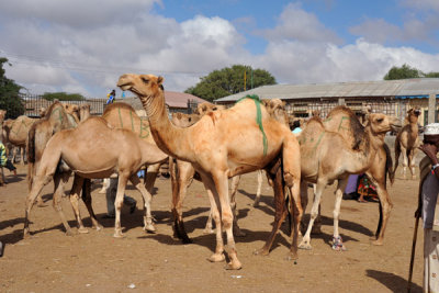 Hargeisa Livestock Market