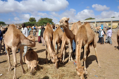 Hargeisa Livestock Market