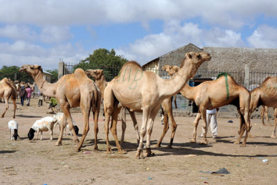 Hargeisa Livestock Market