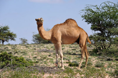 Im no expert of camel beauty, but I found the camels in Somaliland to look very robust and healthy