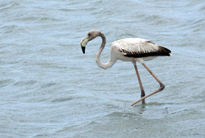 A non-pink flamingo, outcast