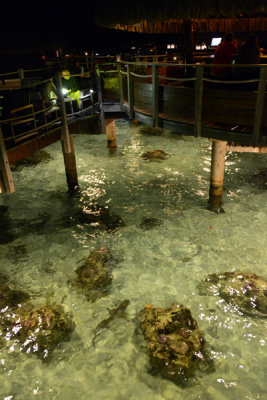 TahitiOct13 0830.jpg