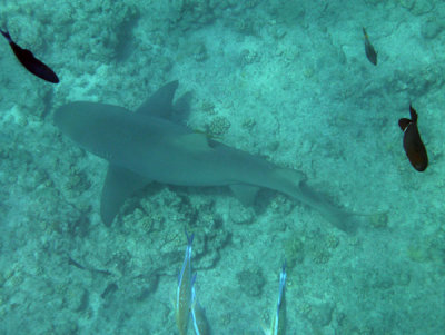 TahitiOct13 1704.jpg