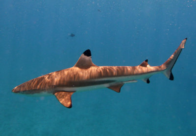 TahitiOct13 1709.jpg