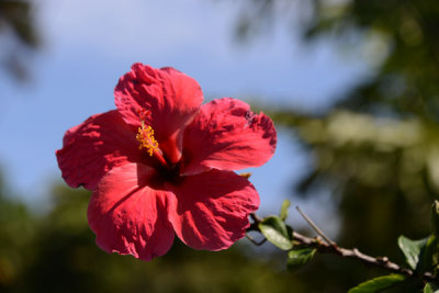 TahitiOct13 1265.jpg