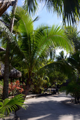 TahitiOct13 1390.jpg