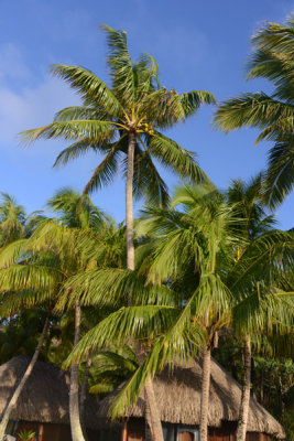 TahitiOct13 2045.jpg