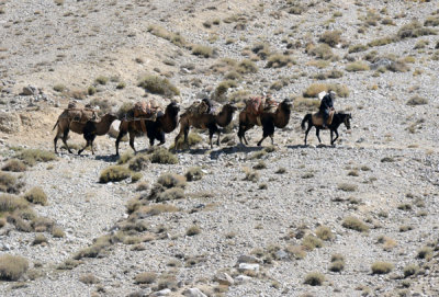 Afghan on horseback leading a train of 4 bactrian camels, Wakhan Corridor