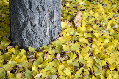 Fallen foliage, Milwaukee