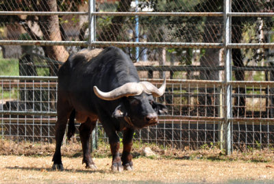The most dangerous beat at the zoo, an African Buffalo