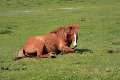 Horse relaxing in a pasture, southern Ls