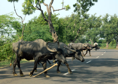 Beware of Buffalo, another of the many road hazards 