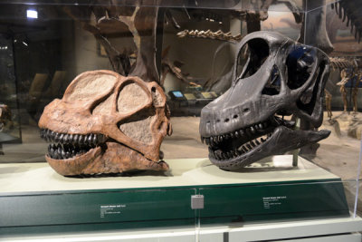 A pair of Jurassic period Sauropod skull casts, Camarasaurus and Brachiosaurus