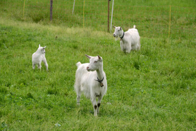 Goats wearing bells, Balzers, Liechtenstein 