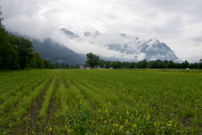 Green field between Vaduz and Schaan, Liechtenstein