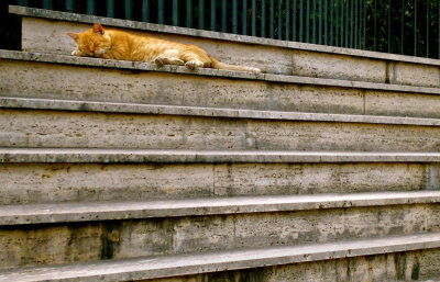 the Cat of Modicashire napping in the heatphoto by Patrizia Arig  (Isole di Gusto)