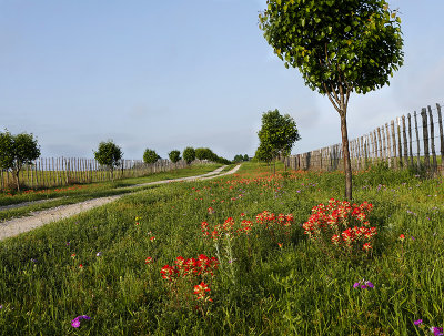 Red flowers