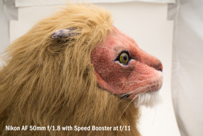 lion_50_1.8_SB_11.jpg