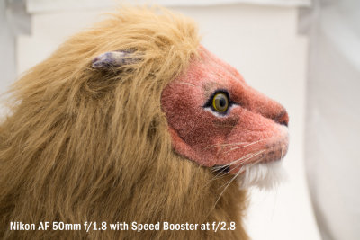 lion_50_1.8_SB_2.8.jpg