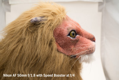 lion_50_1.8_SB_4.jpg