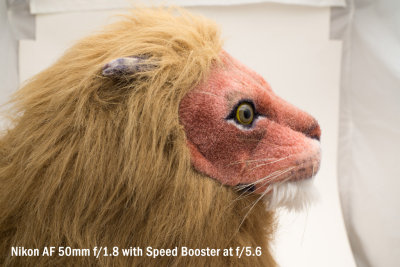 lion_50_1.8_SB_5.6.jpg