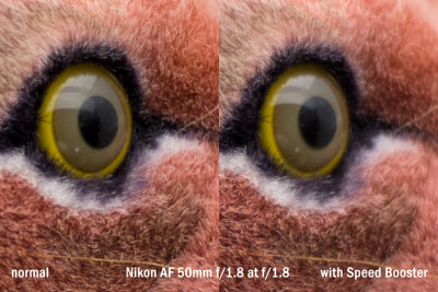 lion_50_1.8_crop_1.8.jpg