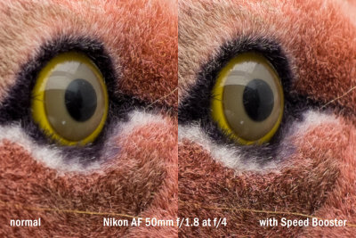 lion_50_1.8_crop_4.jpg