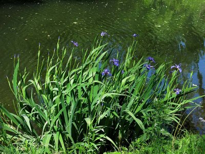 Canal Bank Iris