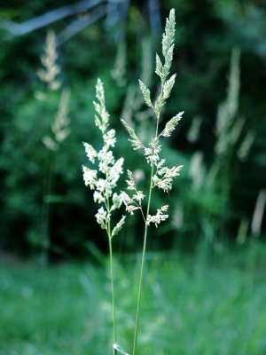 Grass Seeds