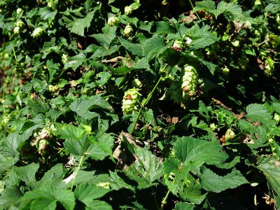 Hops