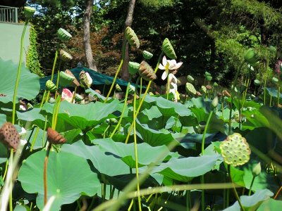 The Lotus Pond
