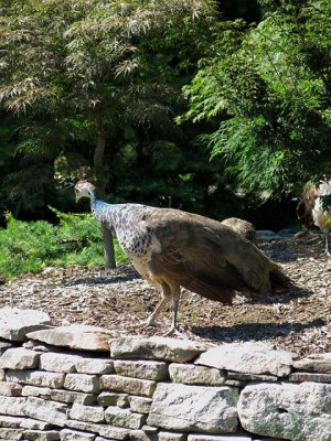 Peacock