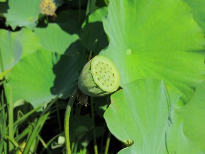 Lotus Pod