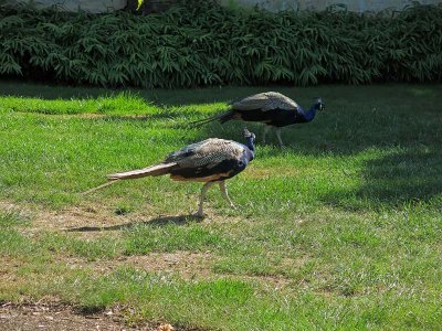 Strolling Peacocks