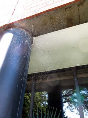 Spider Web