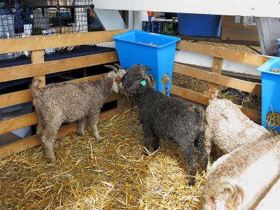 Jacobs Sheep