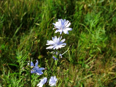 Trailside Flowers