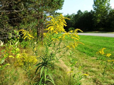 Goldenrod