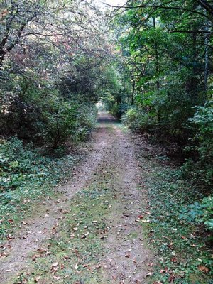 Trail View